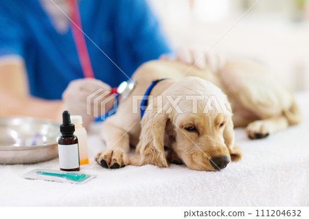 Vet examining dog. Puppy at veterinarian doctor. Vet examining dog. Puppy at veterinarian doctor. 111204632