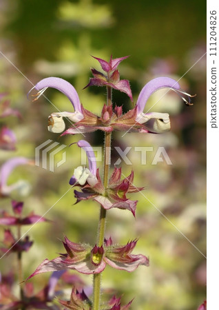 Healing clary sage flower blooming Healing clary sage flower blooming 111204826