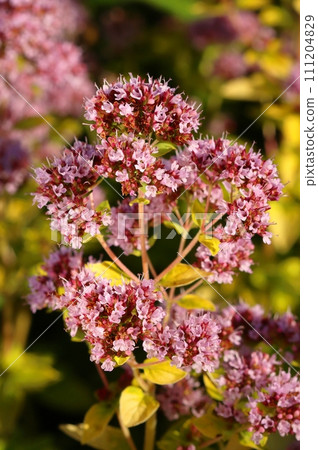 Healing oregano flower in summer blossom Healing oregano flower in summer blossom 111204829
