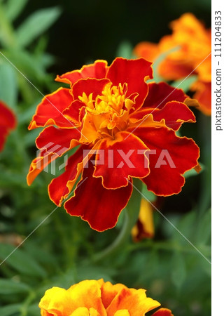 Curative french marigold flower blooming 111204833