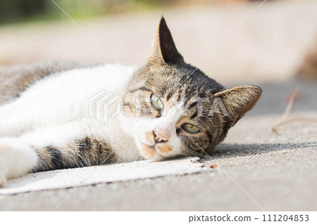 Stray cats to take a nap 111204853