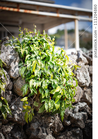 Hihatsu growing on Ishigaki 111204860