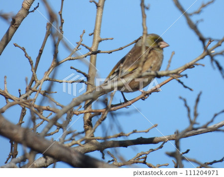 A stone finch photographed at a nearby stream A stone finch photographed at a nearby stream 111204971