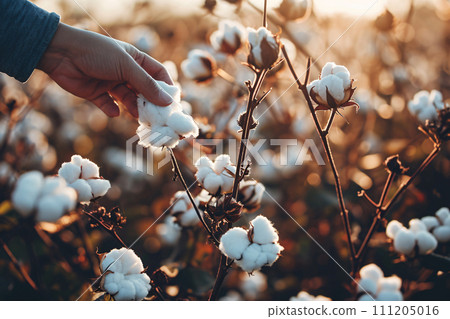 Farmer hand picking white boll of cotton. Cotton farm. Field of cotton plants. Sustainable and eco-friendly practice on a cotton farm. Organic farming. Raw material for textile industry. Generative AI 111205016