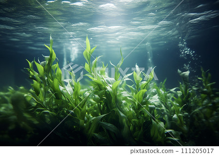 Blue carbon sinks. Natural carbon sinks capture emissions. Underwater plant role in carbon sequestration. Kelp forest and seagrass meadow. Underwater forest carbon dioxide capture. Generative AI. 111205017