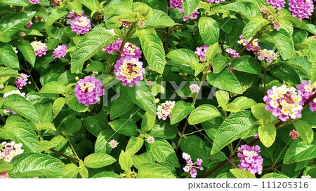 Lantana blooming in the Kerama Islands, Okinawa Prefecture 111205316