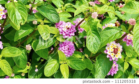 Lantana blooming in the Kerama Islands, Okinawa Prefecture Lantana blooming in the Kerama Islands, Okinawa Prefecture 111205318