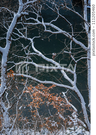 [Kumeji Gorge] Snow covered trees [Shinshu Shinmachi, Nagano City] 111205460
