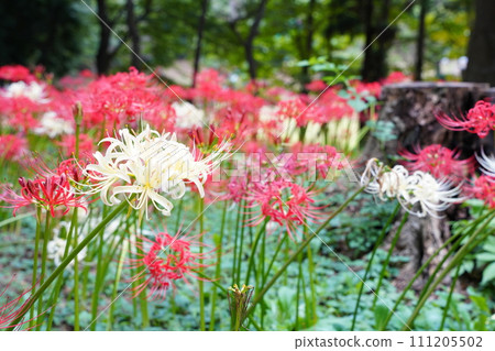 cluster spider lilies growing in clusters cluster spider lilies growing in clusters 111205502