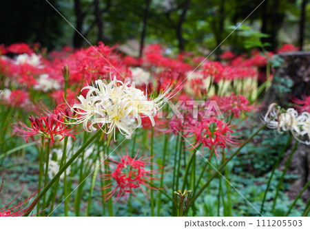 cluster spider lilies growing in clusters cluster spider lilies growing in clusters 111205503