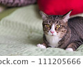 The cat lying on the bed is very cute. 111205666