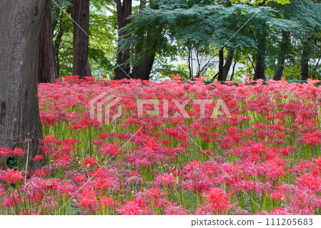cluster spider lilies growing in clusters cluster spider lilies growing in clusters 111205683
