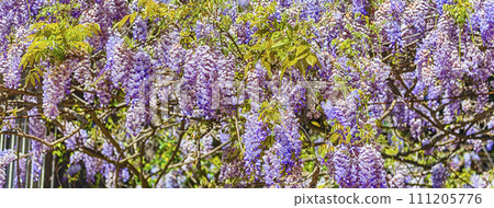 Beautiful purple wisteria flowers in spring 111205776