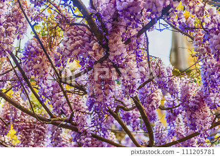 Beautiful purple wisteria flowers in spring 111205781