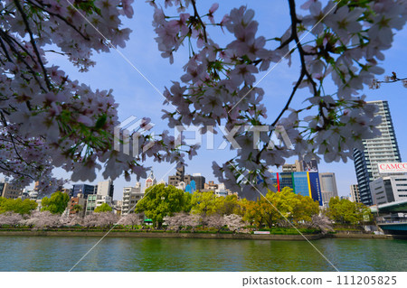 [Osaka Prefecture] Cherry blossoms in full bloom and Osaka cityscape in March 111205825