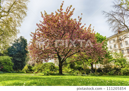 Idillic cherry blossom tree in bloom, London, England, UK Idillic cherry blossom tree in bloom, London, England, UK 111205854