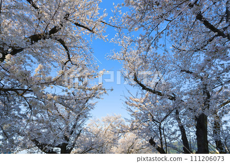 [Kyoto Prefecture] March: Cherry blossoms in Yodogawa River Park Sewaritei area 111206073