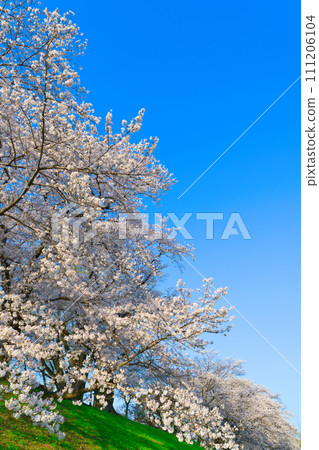 [京都府]3月：淀川河濱公園瀨割亭地區櫻花盛開 111206104