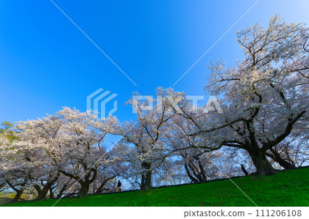 [京都府]3月：淀川河濱公園瀨割亭地區櫻花盛開 111206108