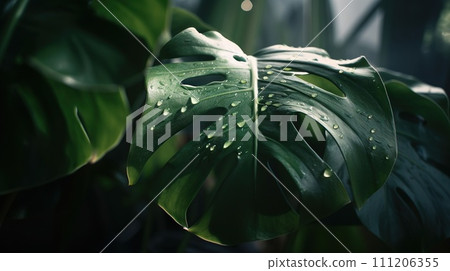 Closeup of Monstera tropical plant leaves with rain drops. Green natural backdrop. Generative AI 111206355