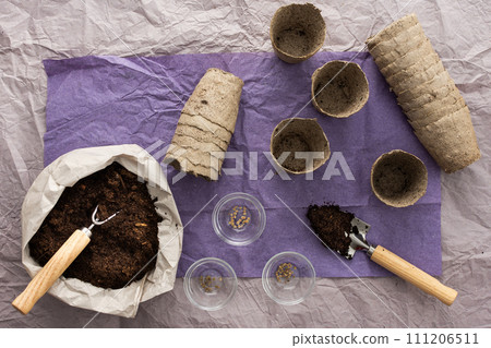 Planting seedlings of tomato 111206511