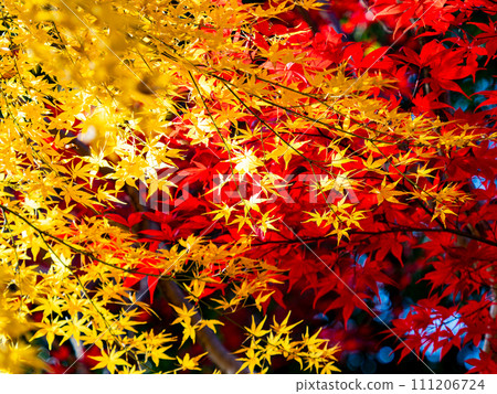 Autumn scenery Beautiful colorful autumn leaves Autumn scenery Beautiful colorful autumn leaves 111206724