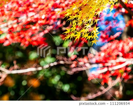 Autumn scenery Beautiful colorful autumn leaves 111206934