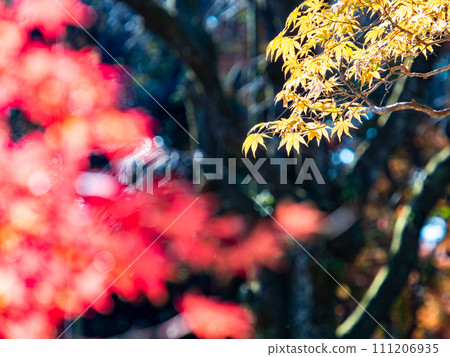 秋天的風景 美麗多彩的秋葉 111206935