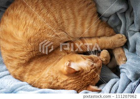 Ginger cat curled up in a ball and sleeps Ginger cat curled up in a ball and sleeps 111207062