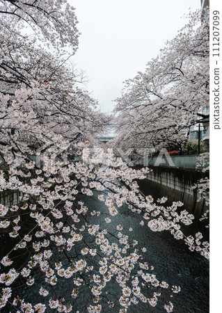 White cherry tree 111207099