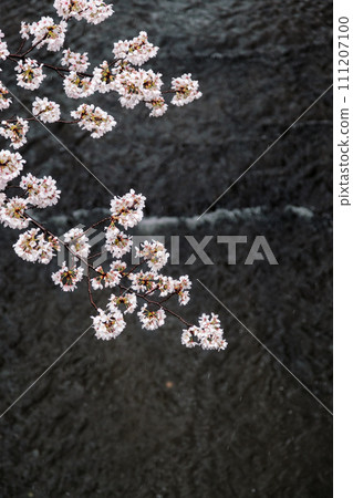 White cherry tree 111207100