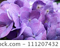 Purple hydrange wet with rain 111207432