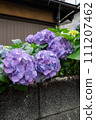 Blue hydrangea 111207462