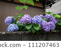 Blue hydrangea 111207463