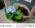 Blue hydrangea 111207464