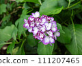 Blue hydrangea 111207465