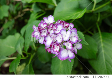 Blue hydrangea 111207465