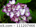 Blue hydrangea 111207466