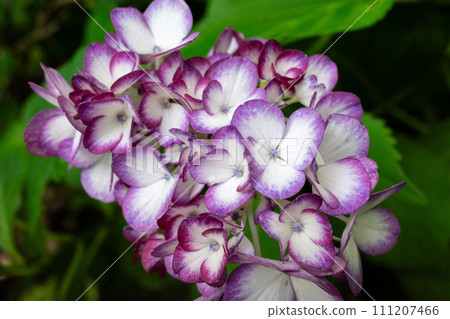 藍色繡球花 111207466