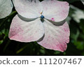Blue hydrangea 111207467