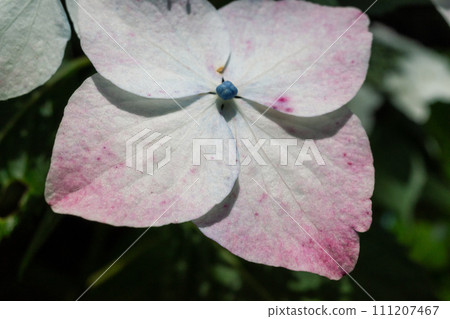 藍色繡球花 111207467