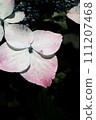 Blue hydrangea 111207468