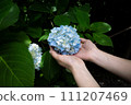 Blue hydrangea 111207469