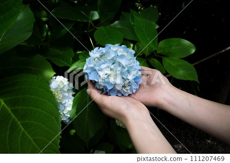 藍色繡球花 111207469
