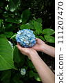 Blue hydrangea 111207470
