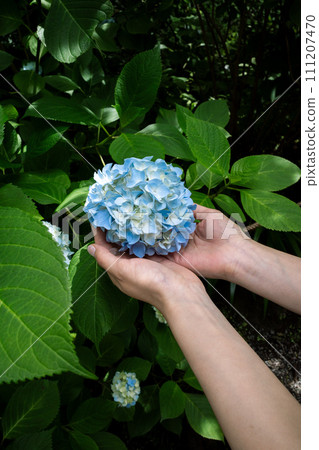 Blue hydrangea 111207470