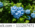 Blue hydrangea 111207471