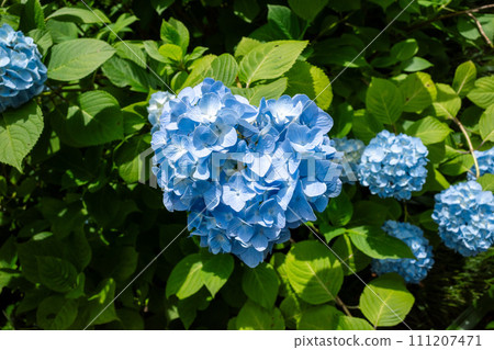 藍色繡球花 111207471