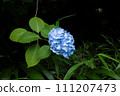 Blue hydrangea 111207473