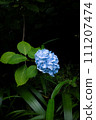 Hydrangea blooming in the clear of the rainy season 111207474
